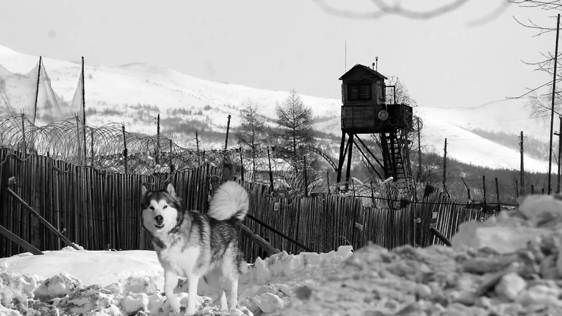 Сука Тамара